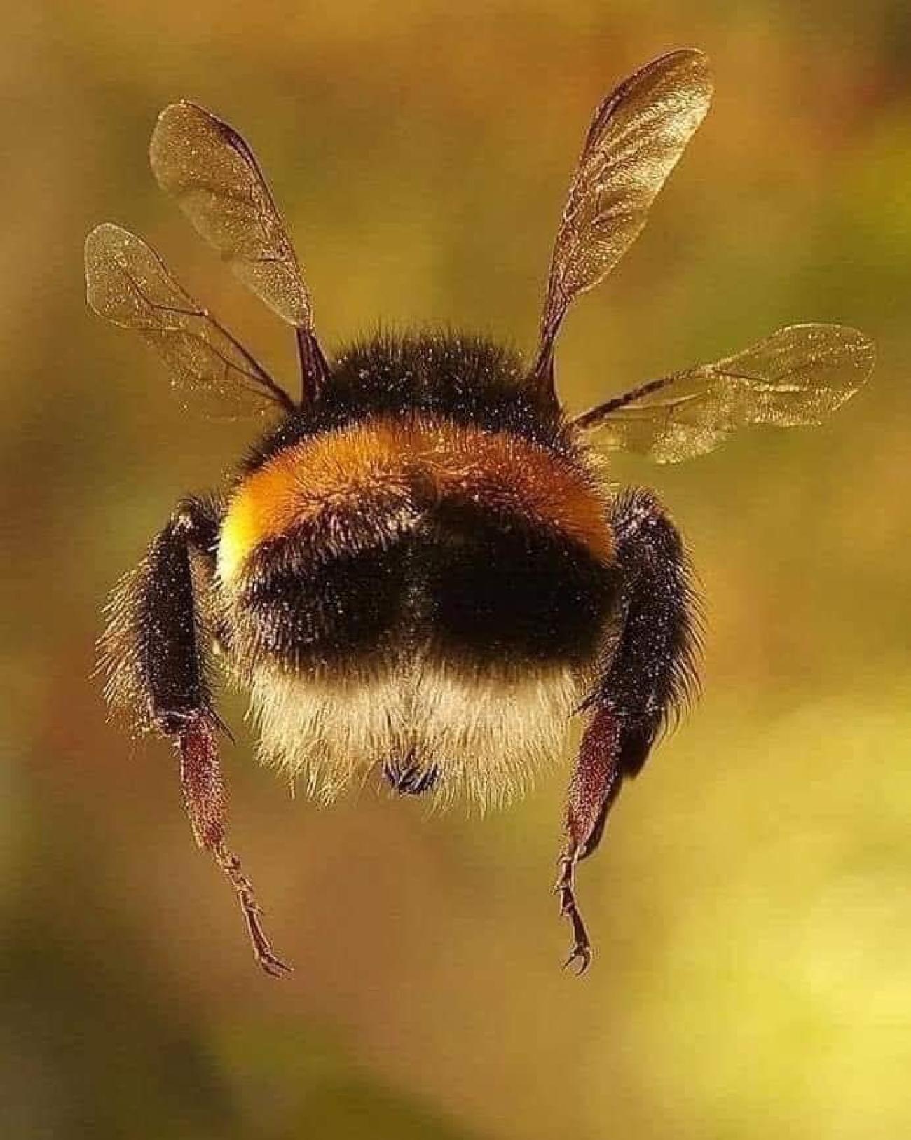 Biodiversitätsinitiative - Was alle anderen Parteien übersehen