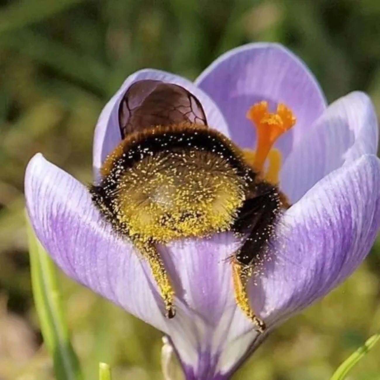 Biodiversitätsinitiative - Was alle anderen Parteien übersehen